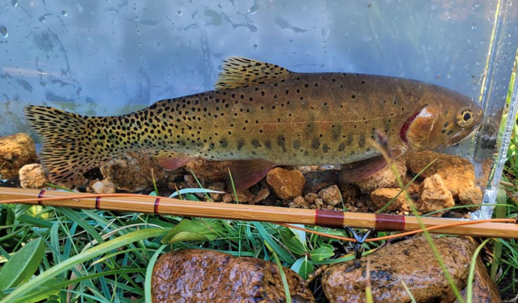 スミス　TROUTIN' SPIN BUNSUILY BSL-76ML スミス TROUTIN' SPIN BUNSUILY BSL-76ML Smith Troutin Spin